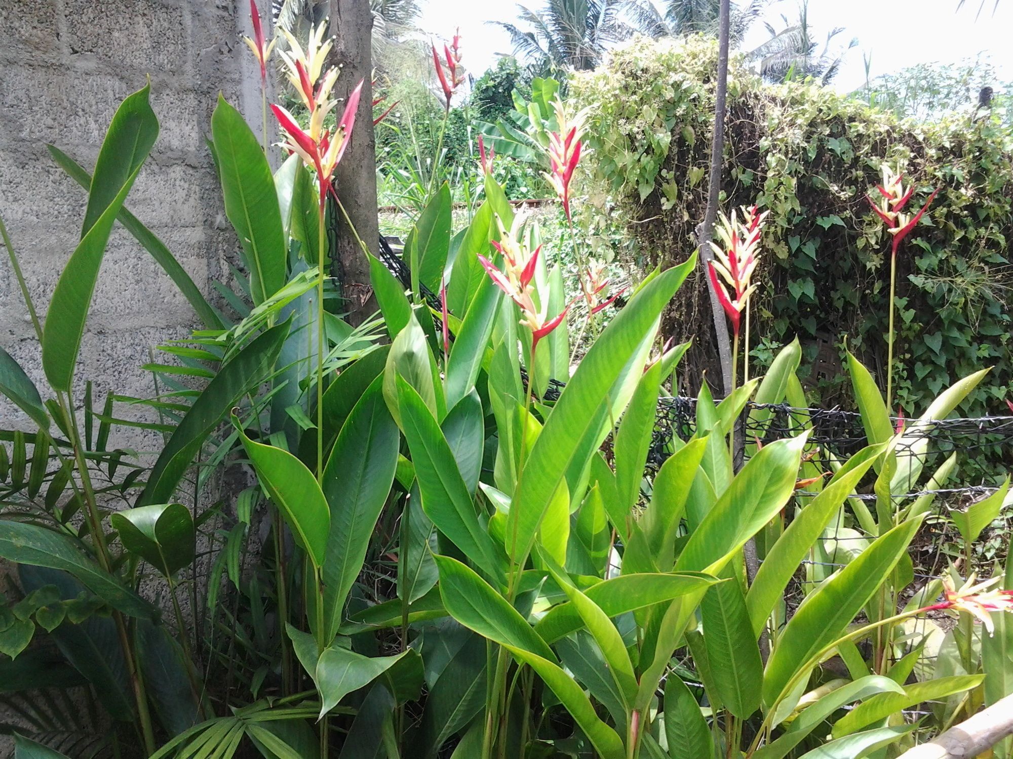 Orchid Villa #10 希克杜沃 外观 照片